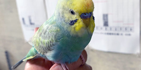 2019.08.11_nakamachi_01