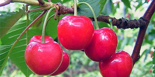 2022.07.19_nakamachi_1